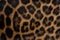 Leopard skin texture : Close-up leopard spot pattern texture background