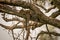 Leopard sleeping on shady branch of tree