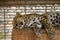 Leopard sleeps on a wooden surface