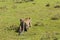 A leopard slinking across the grasslands