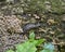 Leopard slug eating mushrooms