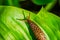 Leopard slug on hosta leaf