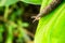 Leopard slug on hosta leaf