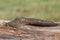 Leopard Slug Limax maximus