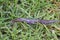 Leopard slug (Limax maximus)