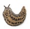 Leopard slug - Limax maximus, in front of white