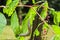 Leopard slug Limax Maximus on green leaf