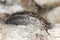 Leopard slug (Limax maxius) crawling on wood