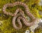 leopard snake, Zamenis situla