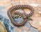 leopard snake, Zamenis situla