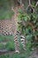 Leopard sniffing scented green foliage