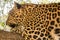 Leopard is species in the genus Panthera occurs in a wide range in sub-Saharan Africa