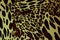 Leopard spots background