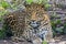 Leopard or Spotted Big Cat Portrait or Closeup Front Shot 