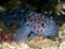 Leopard-spotted goby. Loch Carron, Scotland