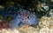 Leopard-spotted goby. Loch Carron, Scotland