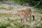 Leopard in Sri Lanka