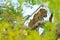 Leopard from Sri Lanka, Panthera pardus kotiya, big spotted cat lying on the tree in the nature habitat, Yala national park, Sri