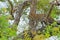 Leopard from Sri Lanka, Panthera pardus kotiya, big spotted cat lying on the tree in the nature habitat, Yala national park, Sri