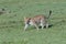 Leopard stalking in the Maasai Mara savannah