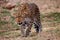 Leopard in a stalking position, south luangwa, zambia