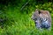 Leopard Stalking Prey in South Africa