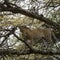 Leopard standing on a branch, Serengeti