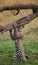 Leopard standing on its hind legs and scratched his head against a tree. National Park. Kenya. Tanzania.