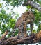 Leopard standing on a large tree branch. Sri Lanka.