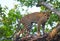 Leopard standing on a large tree branch. Sri Lanka.