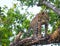 Leopard standing on a large tree branch. Sri Lanka.