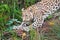 Leopard stands on a fallen tree preparing for a hunting flight