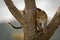 Leopard stands in fork of tree trunk
