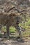 Leopard staring at the tourist at Tadoba Tiger reserve Maharashtra,India