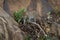 Leopard steps on branch on sheer rockface