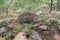 Leopard stiing stealthly and watching at Tadoba Tiger reserve Maharashtra,India