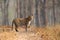 Leopard stood on dry forest track