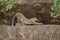 Leopard stretches back on ledge between bushes