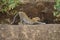 Leopard stretches back on ledge closing eyes