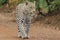 A Leopard strolling down a dirt road