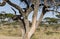 Leopard take prey up a tree