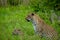 Leopard Teaching Youngster to Hunt