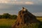 Leopard on a termite mound