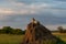 Leopard on a termite mound