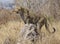 Leopard on termite mound, South Africa