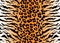Leopard tiger jaguar texture abstract background orange black. Vector jungle