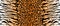 Leopard tiger jaguar texture orange black. Vector jungle. Bengal cat. strip