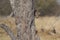 Leopard in to a tree in Etosha National Park, Namibia