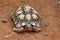 Leopard Tortoise