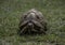 Leopard tortoise closeup with hard shell in africa